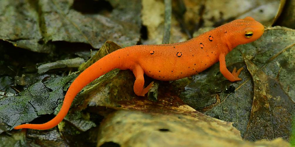 The second stage in the life cycle of the Eastern spotted newt is the red eft. Of all of the salamanders in our area, this is probably the easiest one to find.