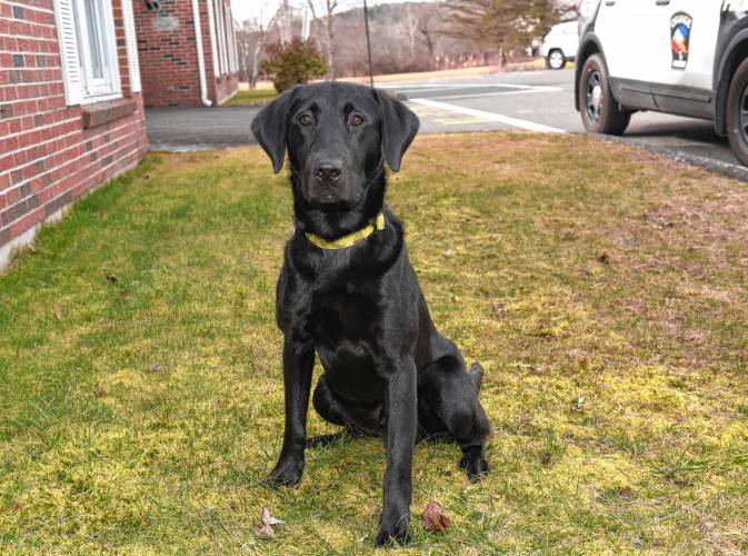 Orange Police Department’s K-9 Swoop, pictured outside the Police Station.