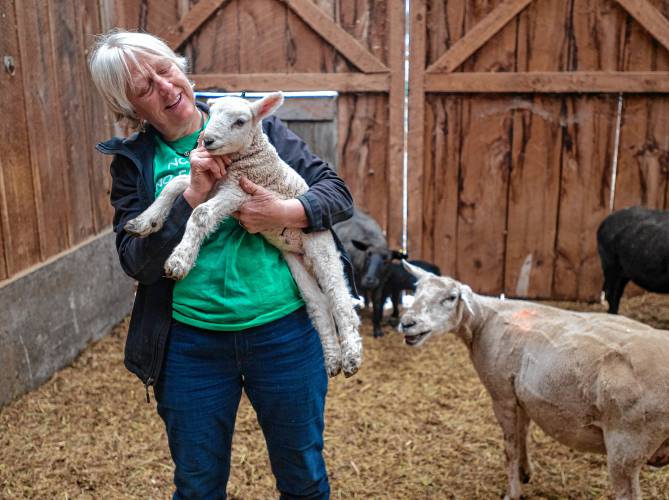 Kristen Whittle holds one of the newborn lambs at Little Brook Farm in Sunderland. Whittle expects at least 30 lambs to be born on the farm this year.