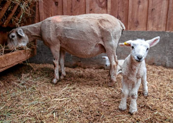 A baby lamb stands close to their mother at Little Brook Farm in Sunderland.