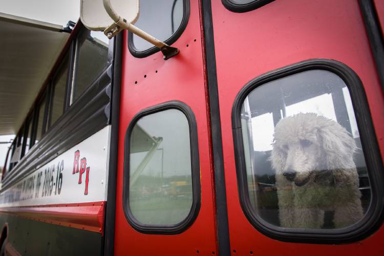 A poodle looks out from a 1957 Mack B34 bus which is dedicated to the 2015-2016 senior football players of Rensselaer Polytechnic Institute in Troy, New York, at the antique truck show at Yankee Candle Corporate Headquarters in South Deerfield.