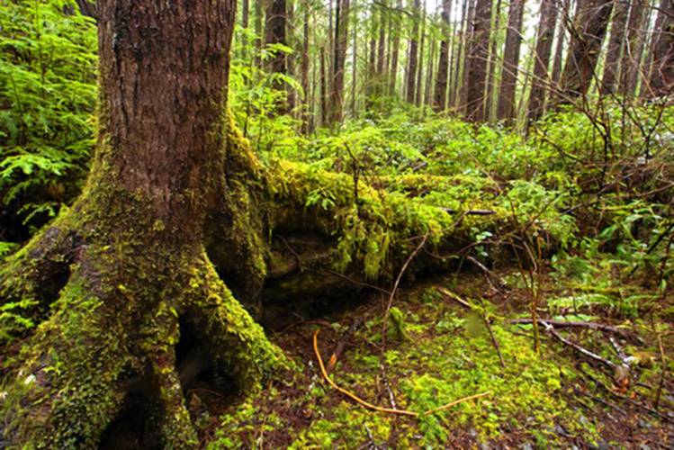 Old-growth temperate rainforest on the Trail to Third Beach, Olympic National Park, Washington, U.S. Old-growth temperate rainforest on the Trail to Third Beach, Olympic National Park, Washington, U.S.