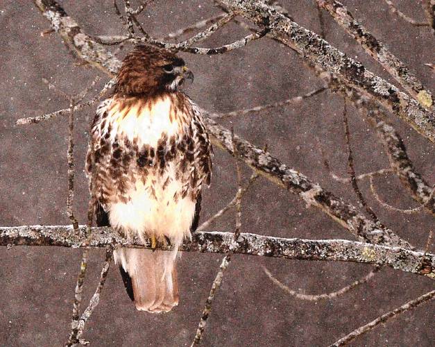 This red-tailed hawk has been sitting in the trees around my yard for a week. I think the hawk, which is desperate for something to eat, is attracted to the movement of the small birds and squirrels that come to my feeders. This red-tailed hawk has been sitting in the trees around my yard for a week. I think the hawk, which is desperate for something to eat, is attracted to the movement of the small birds and squirrels that come to my feeders.