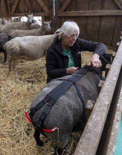 Kristen Whittle fastens a prolapse harness and retainer to one of her sheep during lambing season at Little Brook Farm in Sunderland.