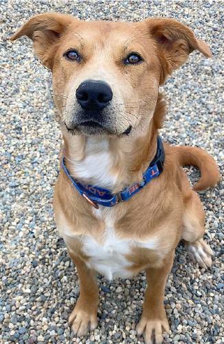 Kendrick is a sociable 1-year-old dog who was shy when he arrived, but now has come out of his shell and enjoys being playful. He is a mixed-breed neutered male who loves his toys and going for walks. Kendrick is sometimes nervous around new people and can be selective about his canine playmates. For more information about Kendrick, call 413-676-9182. Kendrick is a sociable 1-year-old dog who was shy when he arrived, but now has come out of his shell and enjoys being playful. He is a mixed-breed neutered male who loves his toys and going for walks. Kendrick is sometimes nervous around new people and can be selective about his canine playmates. For more information about Kendrick, call 413-676-9182.