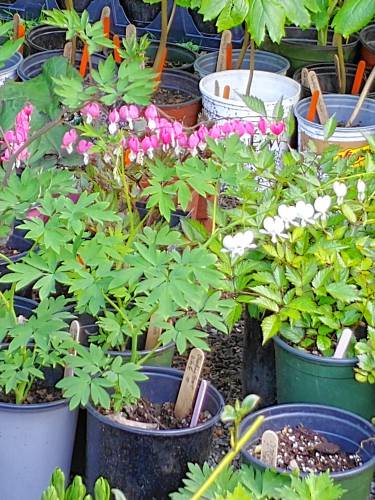 Flowers for sale at a previous Bridge of Flowers Plant Sale in Shelburne Falls.