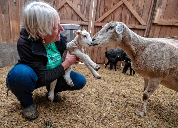 Kristen Whittle holds one of the newborn lambs for the mother to smell at Little Brook Farm in Sunderland.