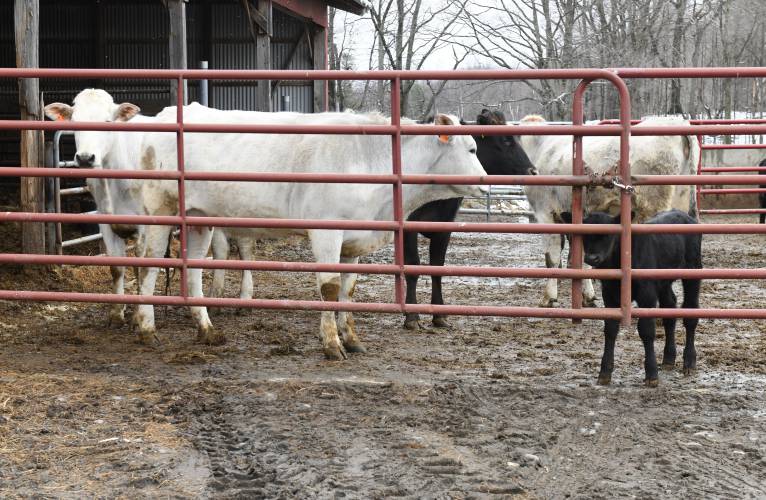 Porter Family Farm in Ashfield has been awarded a land stewardship grant for drainage improvements.