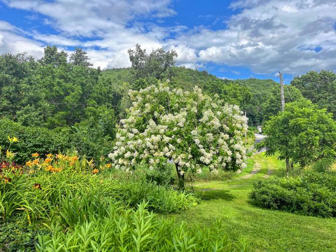 The garden of Cynthia Herbert, one of nine gardens that will be featured on the Colrain Historical Society’s first-ever garden tour this weekend. The garden of Cynthia Herbert, one of nine gardens that will be featured on the Colrain Historical Society’s first-ever garden tour this weekend.