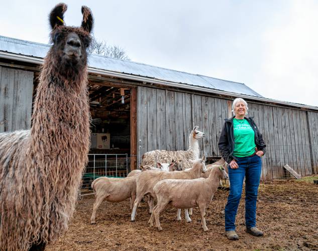 In addition to sheep and border collies, Little Brook Farm has two llamas that help guard the sheep, three retired milking goats, and chickens, ducks, turkeys, pigs, and cows that have also been raised for meat. Two horses, two mini ponies, and a donkey also star during school visits and children’s farm camps that Kristen Whittle hosts during school breaks.