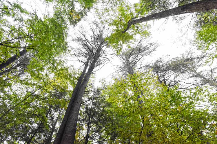 A towering grove of white pine trees in the Mohawk Trail State Forest. A towering grove of white pine trees in the Mohawk Trail State Forest.