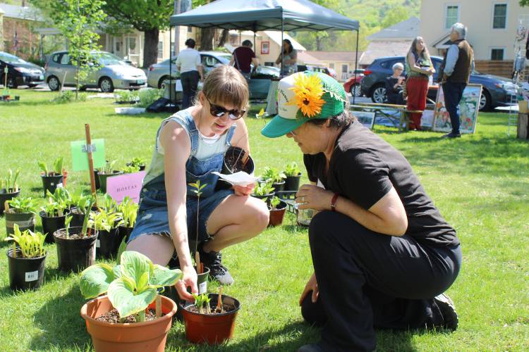 Bridge of Flowers Plant Sale volunteer Julie Petty helps South Deerfield resident Emily Johnson pick out hostas during the 2022 sale. The annual event will return on Saturday, May 11.