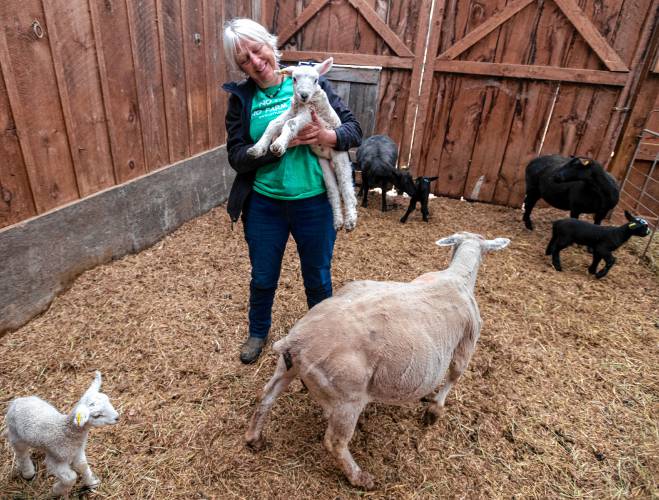 “If you’re a small farm, you have to make use of all your resources,” Kristen Whittle says. The result, in her case, is a dizzying array of farm projects that evolve as the seasons turn.