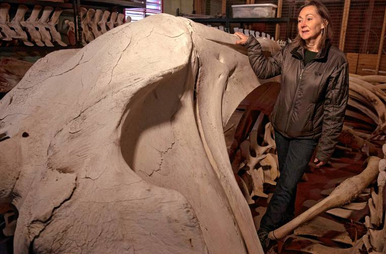 Kate Doyle, vertebrate collections manager for the UMass natural history collection, stands with a right whale called Staccato, which has been part of the UMass natural history collection for about 30 years. The whale died of internal bleeding believed from injuries after a ship strike. “I feel attached because I am their steward, I am their first defense,” said Doyle. 