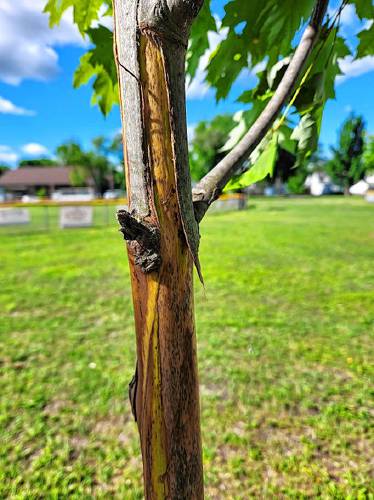 Two trees were debarked at Lunt Field in Greenfield, causing concern for the city’s Tree Committee. The incident  was the second instance of alleged tree vandalism the field has seen in the last five years.