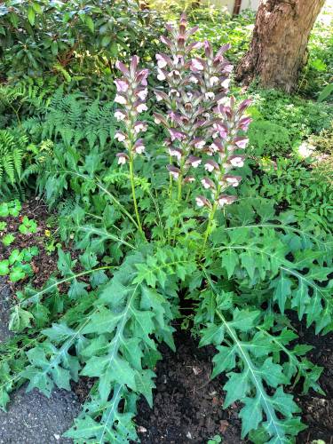 Acanthus spinosus. Acanthus is native to the Mediterranean area. It takes its name from the Greek word akantha, which means spike or thorn. Greek myth has it that the god Apollo was besotted with a beautiful young nymph named Akantha and turned her into a spiky plant to discourage attention from other suitors. Harsh! Acanthus spinosus. Acanthus is native to the Mediterranean area. It takes its name from the Greek word akantha, which means spike or thorn. Greek myth has it that the god Apollo was besotted with a beautiful young nymph named Akantha and turned her into a spiky plant to discourage attention from other suitors. Harsh!