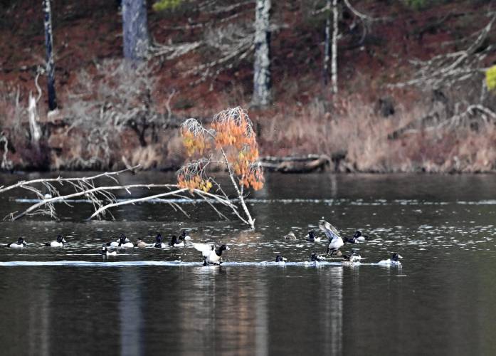 What appear to be ring-necked ducks at Lake Rohunta.