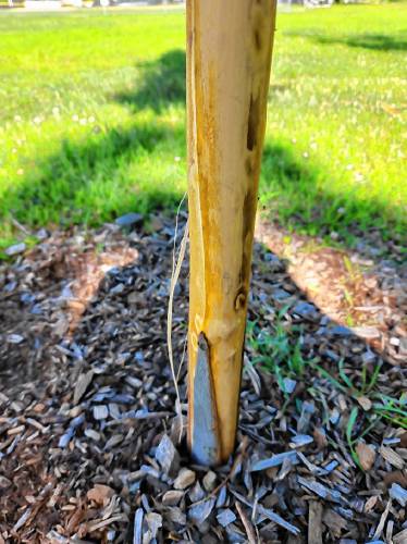 The debarking was the second instance of alleged tree vandalism Lunt Field has seen in the last five years. 