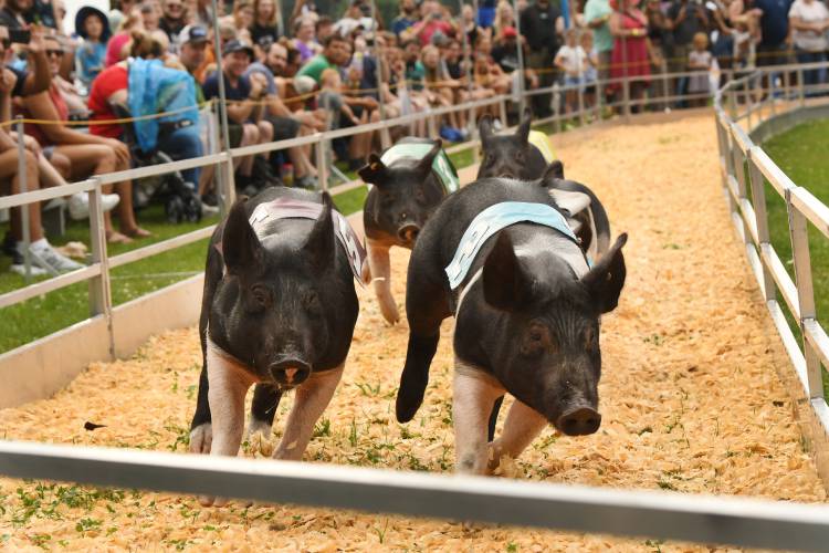 Rosaire’s Royal Racers at the 2023 Franklin County Fair.