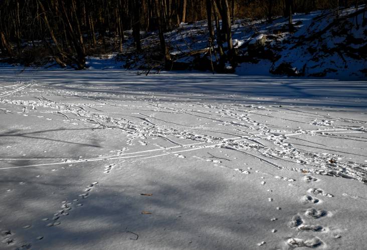 Tracks are left in the snow at the Mill River in Northampton. Public safety officials warn residents to never trust ice over a body of moving water — one that has a flow or current.