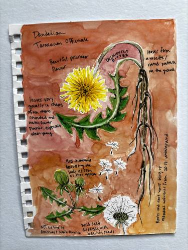 A page from “The Art of Eating Wild,” which can be viewed at Plainfield’s Shaw Memorial Library at 312 Main St. through February. The book showcases 15 plants and one fungus in the New England ecosystem that are available to eat.