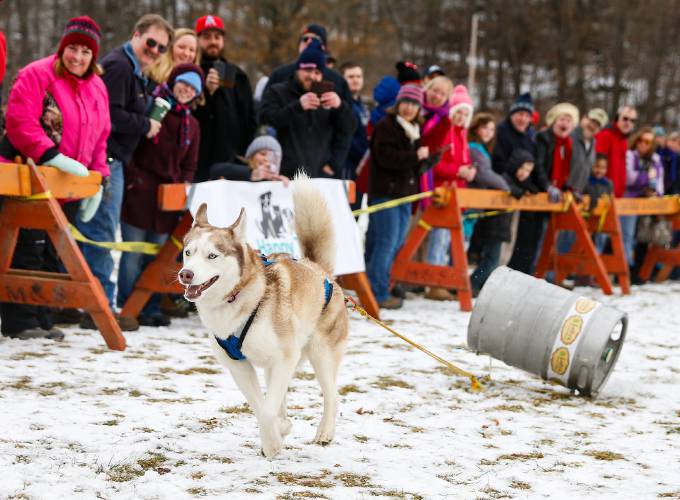 Mika the husky, owned by Mark Theriault, competes in the K-9 keg pull during the 2018 Winter Carnival at Beacon Field in Greenfield. The 102nd annual event returns Friday through Sunday.