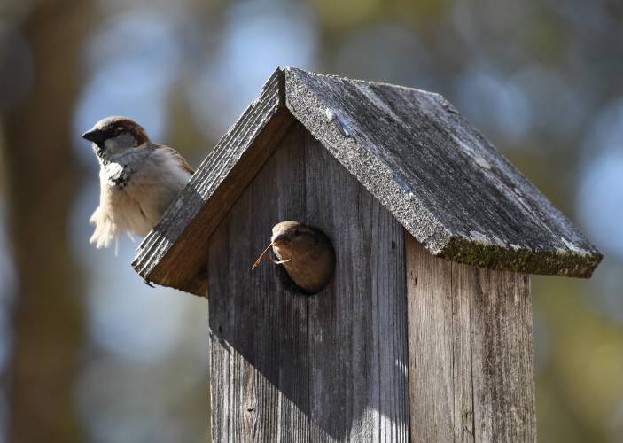 A pair of what appears to be house sparrows considers this old bird house for their home in Greenfield. A pair of what appears to be house sparrows considers this old bird house for their home in Greenfield.