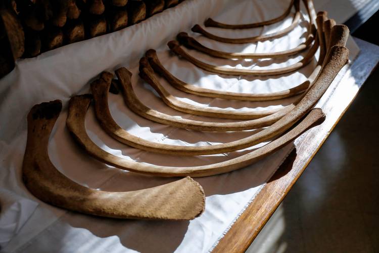 Bones of a juvenile sperm whale for a display in the Morrill Science Center at UMass. Bones of a juvenile sperm whale for a display in the Morrill Science Center at UMass.