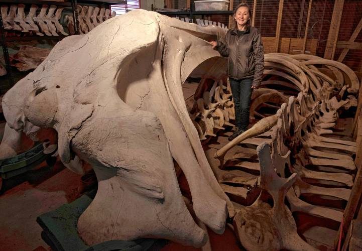 Kate Doyle, vertebrate collections manager for the UMass natural history collection, stands with a right whale called Staccato, which has been part of the UMass natural history collection since the turn of the century. The whale is believed to have died from a ship strike.