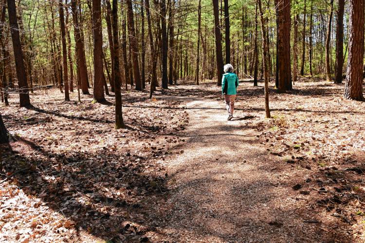 A path winds through the pines at Highland Woods Natural Burial Ground on Millers Falls Road.