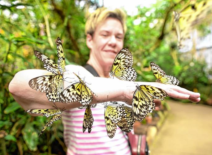 Nichole Spencer of Connecticut has attracted numerous rice paper butterflies, most likely with a scent she is wearing, at Magic Wings butterfly conservatory and gardens in South Deerfield.