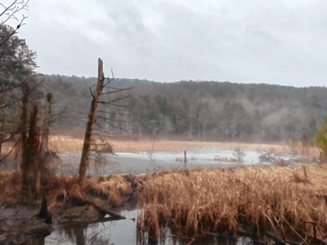 Prudence Wholey took this photo of a foggy beaver pond  on Zerah Fiske Road in Shelburne on Dec. 10. 