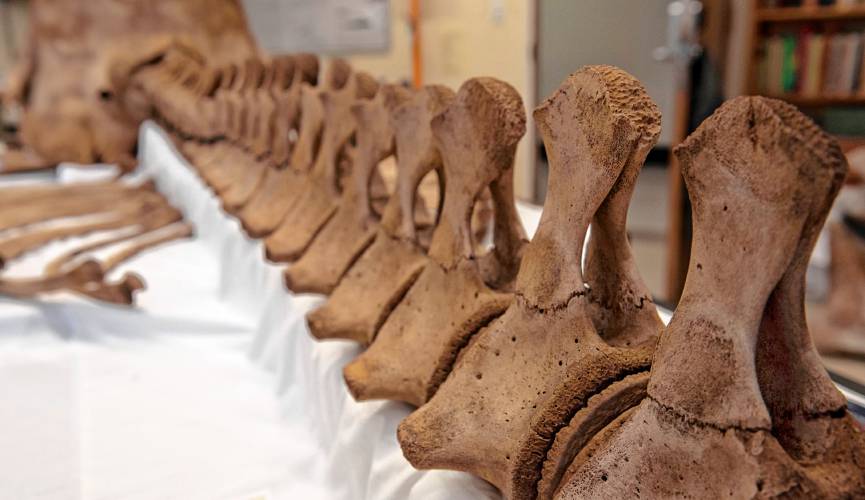 A sperm whale on display in the  UMass biology department as part of a project in the  UMass natural history collection, run by  Kate Doyle, vertebrate collections manager. 