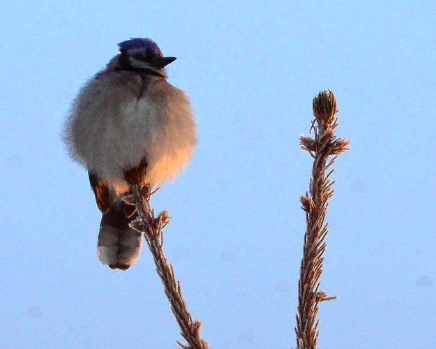 Perched on the tip of the tallest spruce in the yard, this lone blue jay, puffed up against the cold and lit by the pink light of sunrise, stood guard over the area so the other birds could eat in safety. Perched on the tip of the tallest spruce in the yard, this lone blue jay, puffed up against the cold and lit by the pink light of sunrise, stood guard over the area so the other birds could eat in safety.