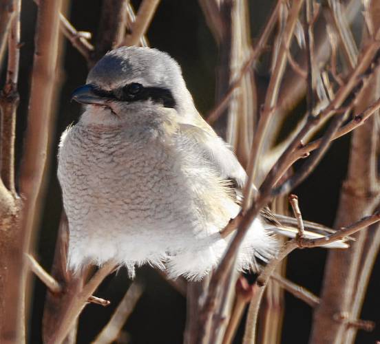 Looking somewhat similar to a Northern mockingbird, the Northern shrike can be quickly identified by its black “mask” and the scalloped pattern of feathers on the breast. Looking somewhat similar to a Northern mockingbird, the Northern shrike can be quickly identified by its black “mask” and the scalloped pattern of feathers on the breast.