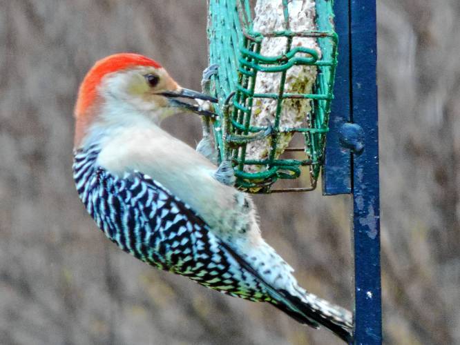 Julieanne Hallman says this red-bellied woodpecker is a colorful December visitor at her feeders in Heath. 