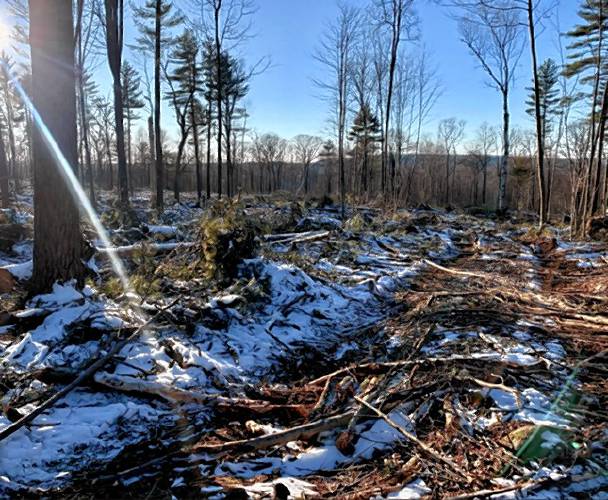 A recent DCR Division of Water Supply Protection forest management harvest site near Gate 49 in the Quabbin Watershed in Ware. A recent DCR Division of Water Supply Protection forest management harvest site near Gate 49 in the Quabbin Watershed in Ware.