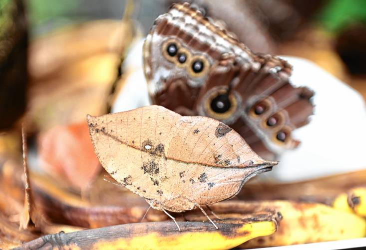 This butterfly looks more like a brown leaf than some of the more colorful butterflies at Magic Wings butterfly conservatory and gardens in South Deerfield.