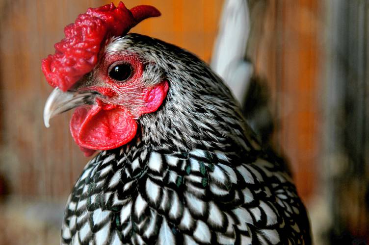 A bantam rooster. A bantam rooster.