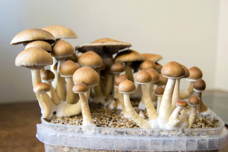 The Greenfield Board of License Commissioners voted Tuesday to revoke two entertainment licenses issued to Destiny Klein, owner of a local cannabis-based event hosting company, following allegations that vendors sold psychedelic mushrooms (pictured), ketamine and illegal cannabis edibles at a Fourth of July event at the Franklin County Fairgrounds. The Greenfield Board of License Commissioners voted Tuesday to revoke two entertainment licenses issued to Destiny Klein, owner of a local cannabis-based event hosting company, following allegations that vendors sold psychedelic mushrooms (pictured), ketamine and illegal cannabis edibles at a Fourth of July event at the Franklin County Fairgrounds.