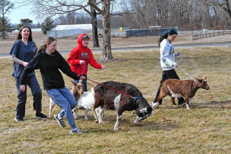 Franklin County Technical School students in the Veterinary and Animal Science Program walk goats around the campus on Thursday. From left are Jadis Jenks, Lauren Sibley, Kyle Bjorlin and Piper McMahon. Franklin County Technical School students in the Veterinary and Animal Science Program walk goats around the campus on Thursday. From left are Jadis Jenks, Lauren Sibley, Kyle Bjorlin and Piper McMahon.