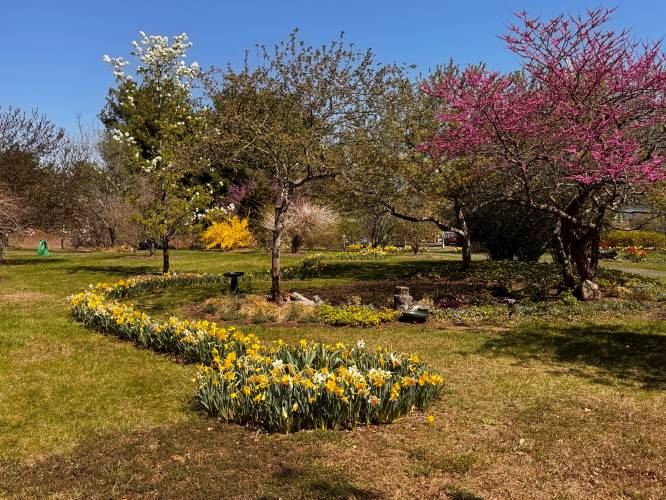 Richard Waldman, a retired landscape architect from New York City who now lives in Amherst, designed a 1,500 bulb daffodil ribbon in the Orchard Arboretum, a little-known public garden in South Amherst.