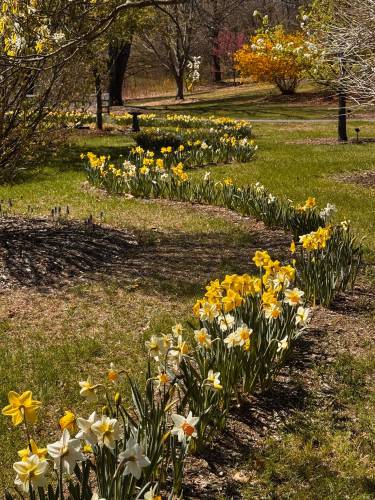 The flow of the daffodil curves appears effortless but — as anyone who has tried to create artful bending lines in a garden knows — the process is anything but that.