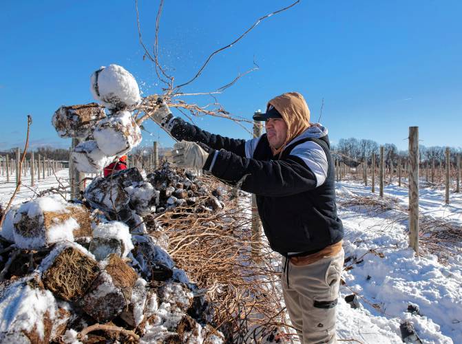Rene Cruz works with other employees of Nourse Farms in a field off River Road in Whately to take out last season’s long cane raspberries and get ready for next season. Rene Cruz works with other employees of Nourse Farms in a field off River Road in Whately to take out last season’s long cane raspberries and get ready for next season.
