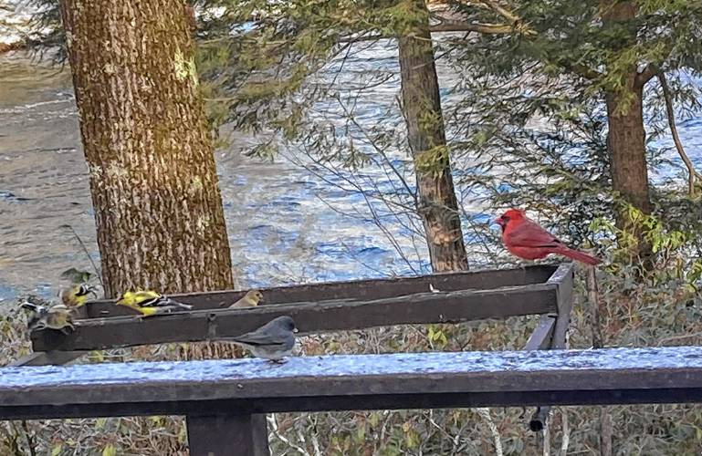 A cardinal, several goldfinches, and a junco at our bird feeder. A cardinal, several goldfinches, and a junco at our bird feeder.