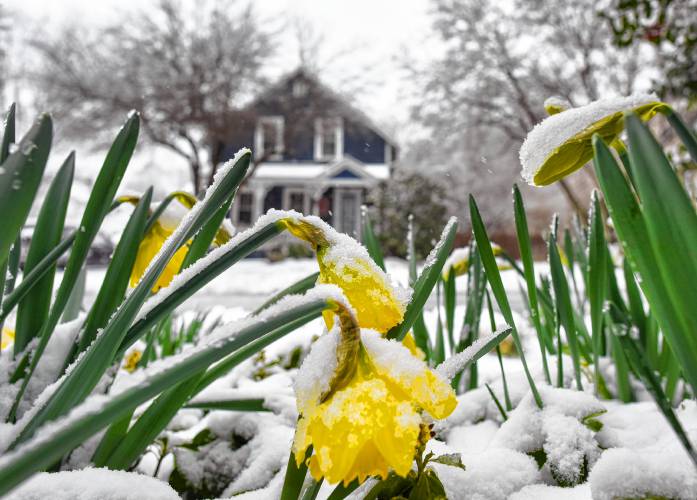 Daffodils bend under the wet, heavy spring snow on Grinnell Street in Greenfield on Thursday morning.